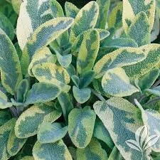 Sage Berggarten Var..jpg