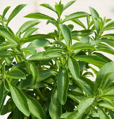 Stevia.jpg