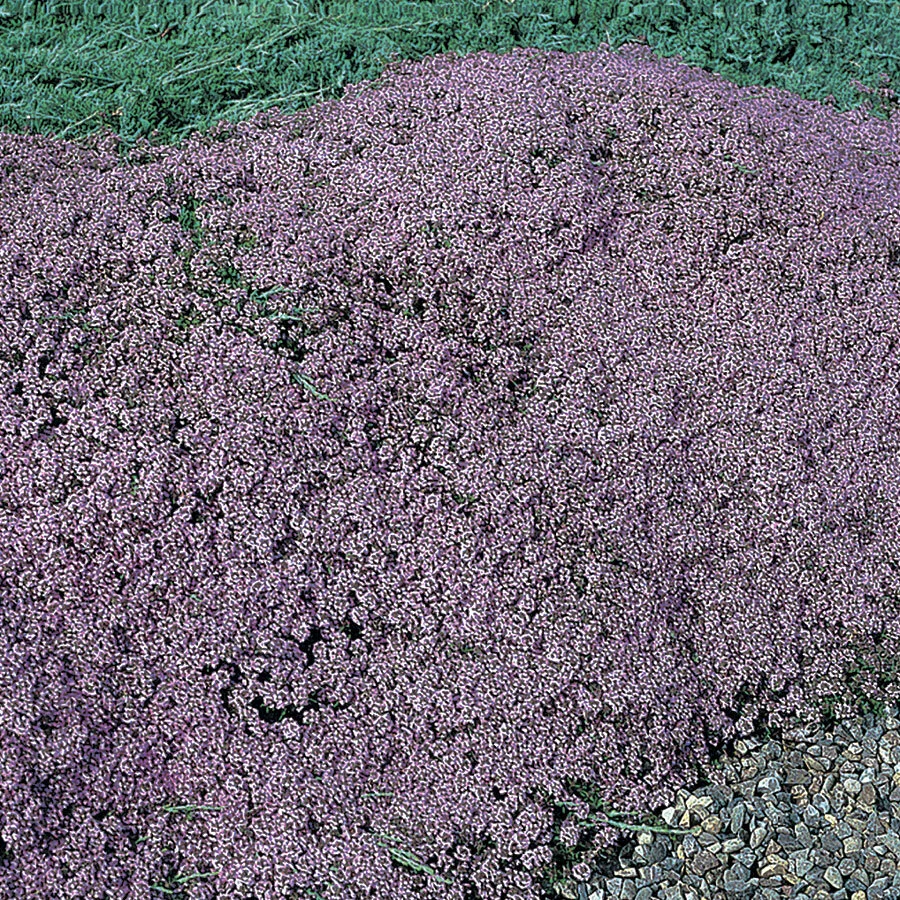 Thyme Mother of.jpg
