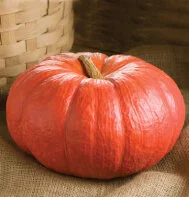 Pum Rouge vif D'Etampes 1.jpg