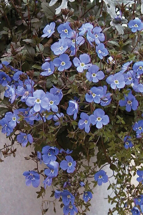 Veronica Georgia Blue.jpg