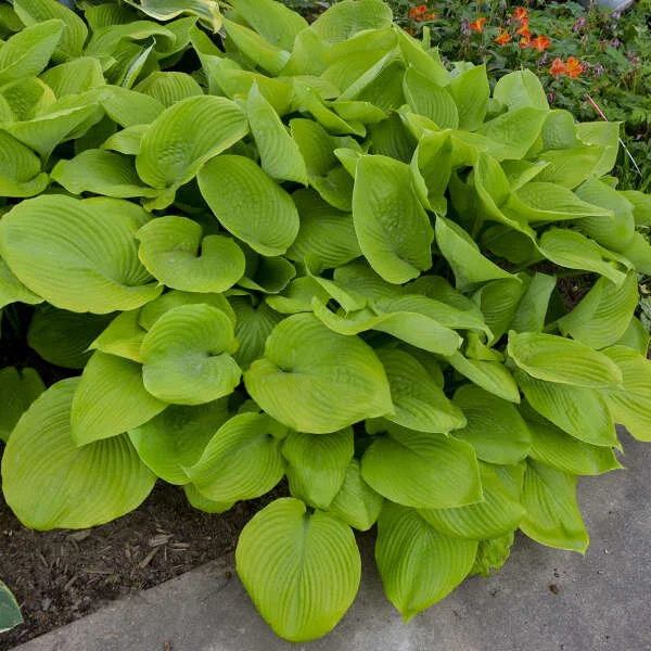 Hosta Sum and Substance.jpg