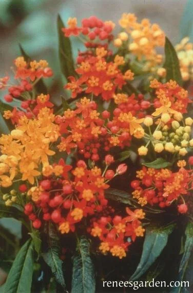 Asclepias 'Bright Wings'  Canterbury Plantation