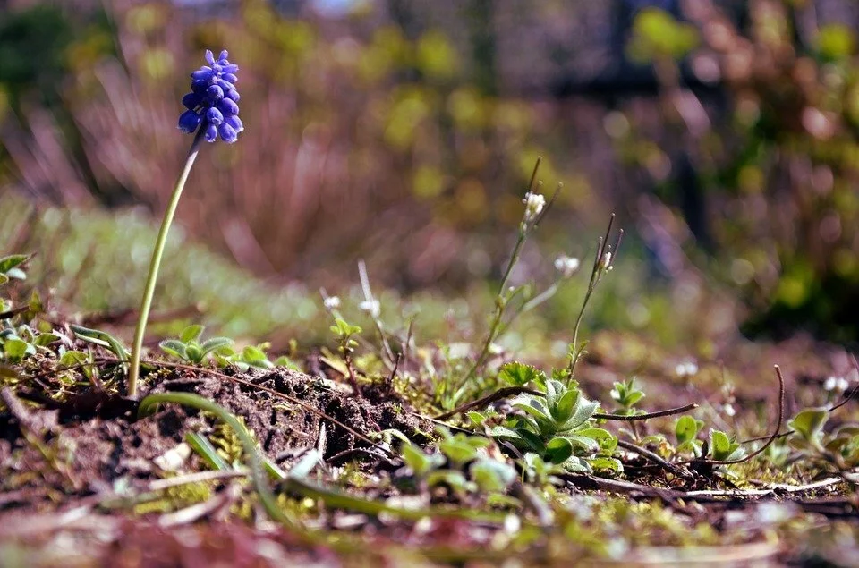 Welcome Spring!
