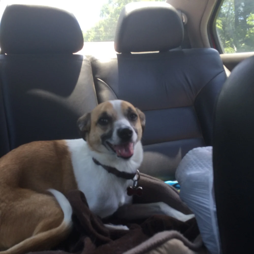 Harley derps take the wheel! See ya Kentucky!