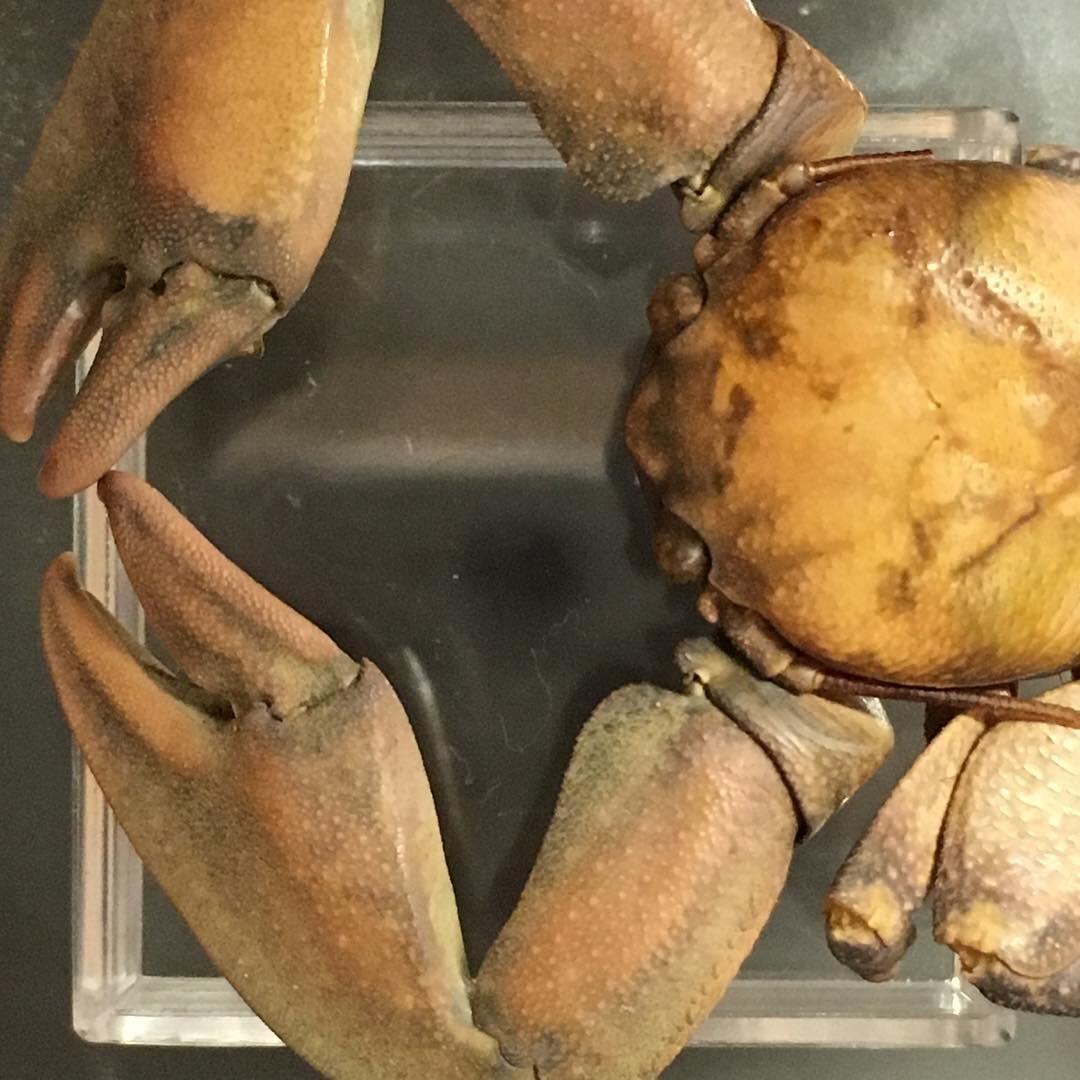 Small crab found in '63. #bitsypic shot Thanks to the @calacademy folk for getting out specimens for us. #macrophotography #naturephotography #oceanphotography #macro