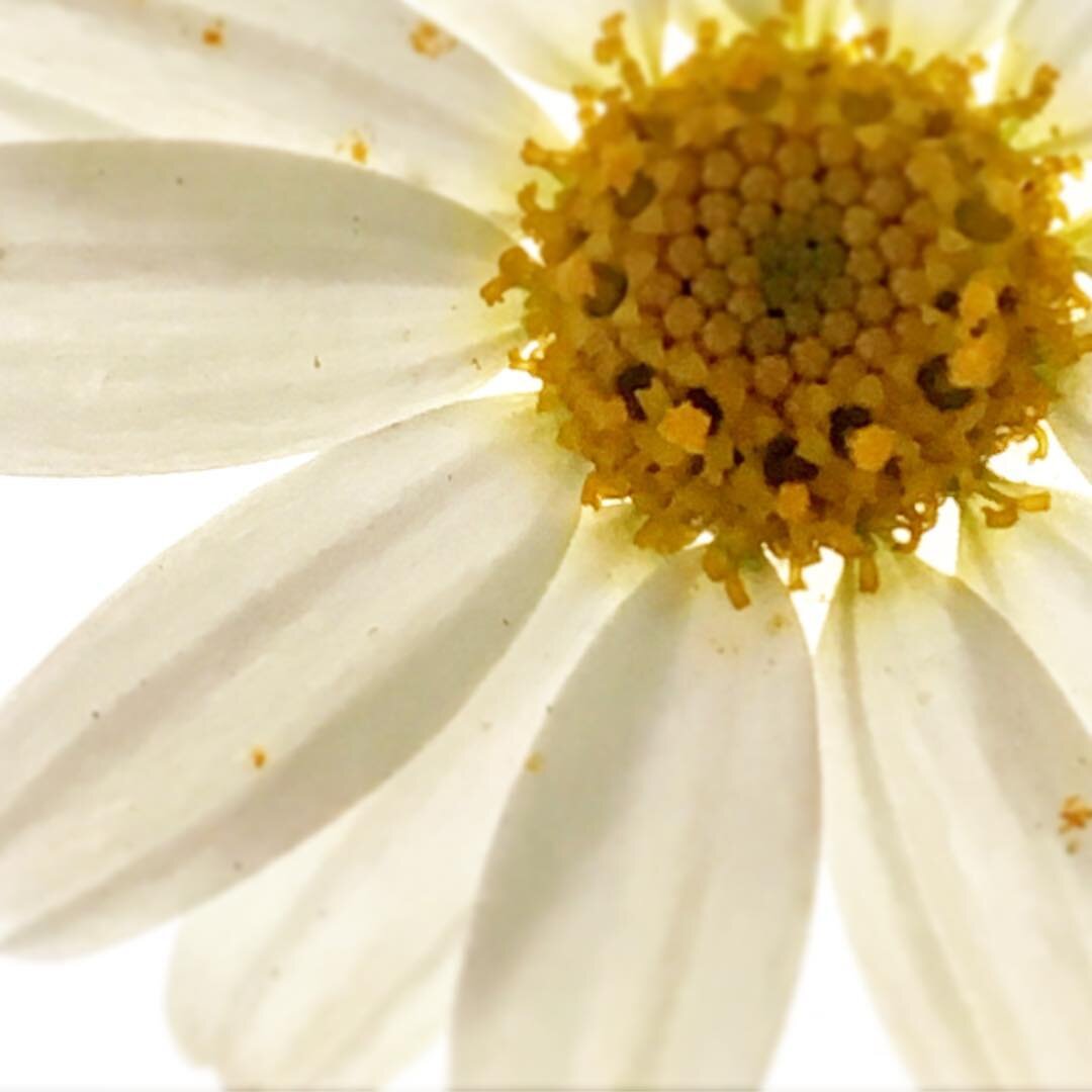 Backyard Spring #bitsypic #micro #flower