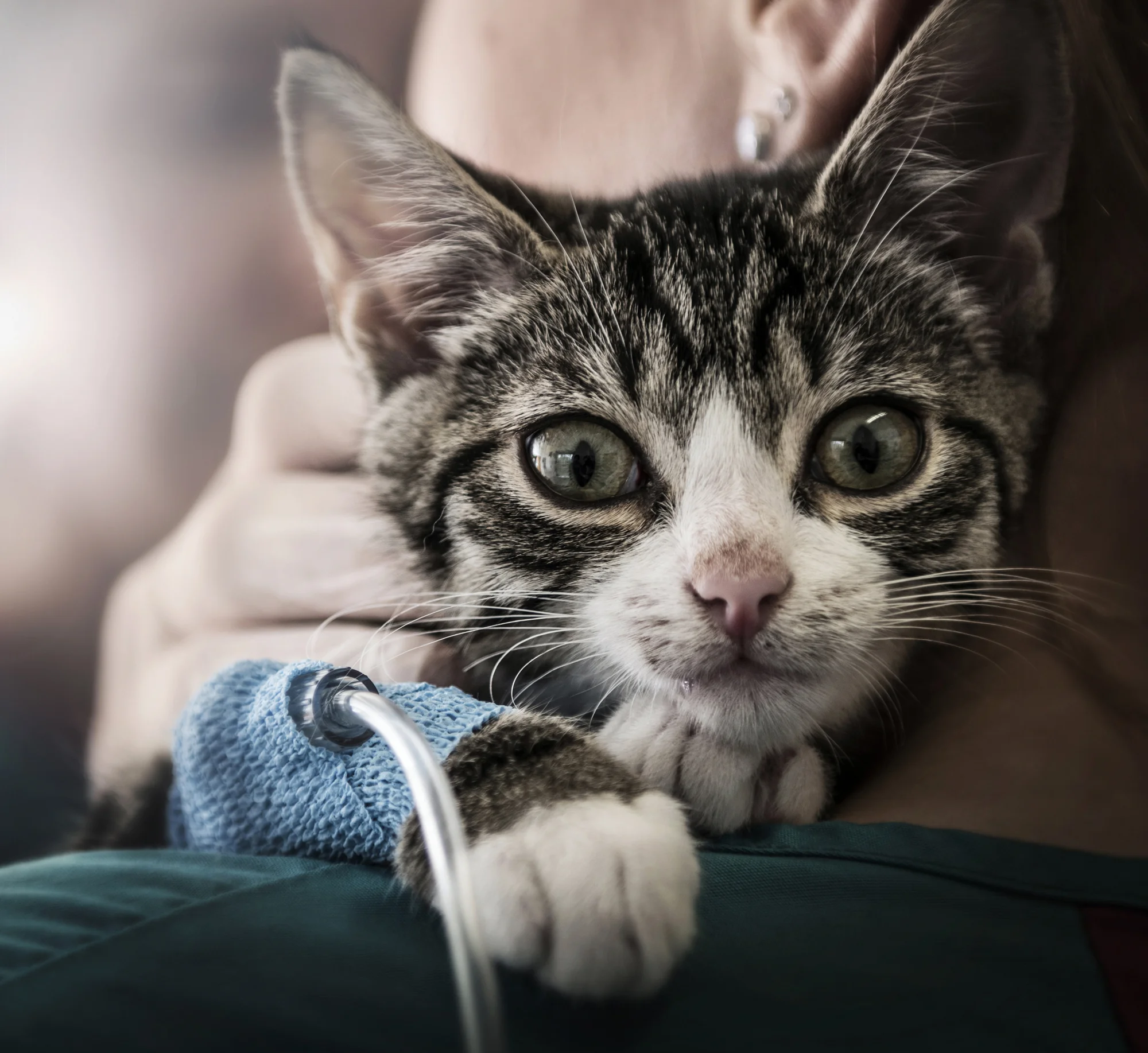 PDSA
