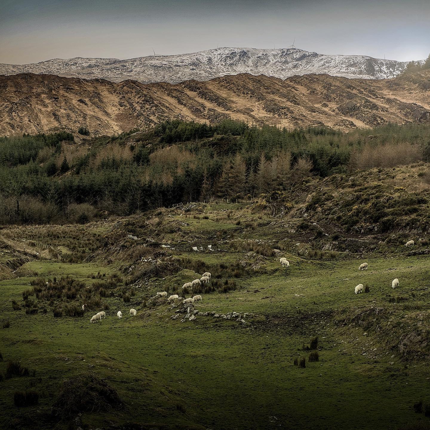 Inchigeela&hellip; #ireland #westcork #cork #landscapephotography #landscape #mountains #mountain #snow #fields #irish #irishlandscape #sheep #snowcapped #countycork #cork