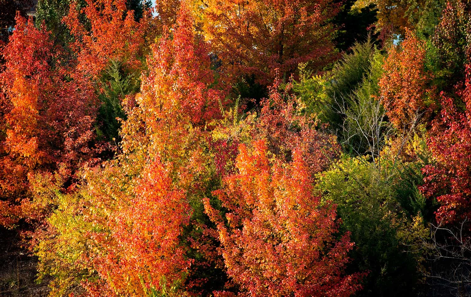20131102_fall_colors_67_web.jpg