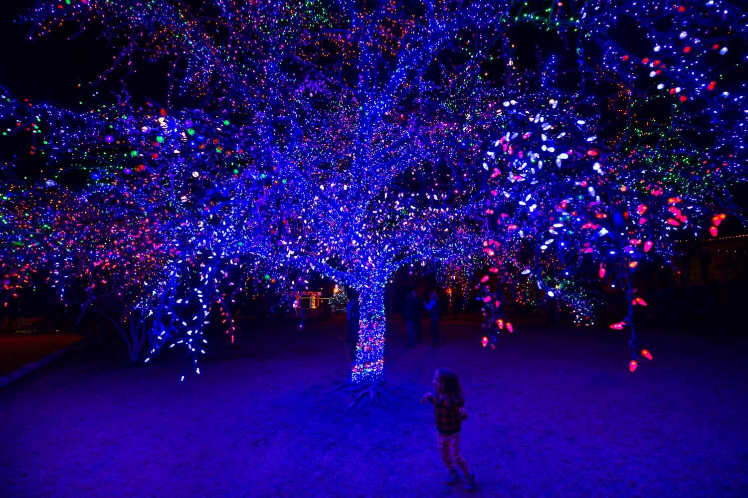 20161222_Magic_Tree_106.jpg