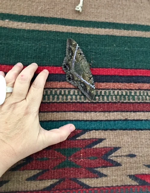 A butterfly inside our classroom decorates beautiful traditional tapestry on the wall. I invite this butterfly into my dreams. Oaxaca is already there.