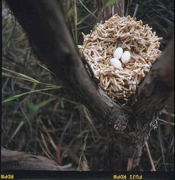 photo by Eric Staudenmaier from "The Secret Life of Food"