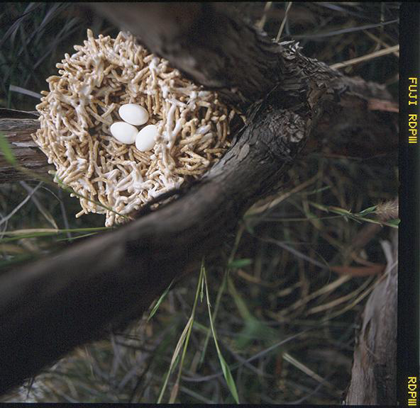 Photo by Eric Staudenmaier from The Secret Life of Food by Clare Crespo
