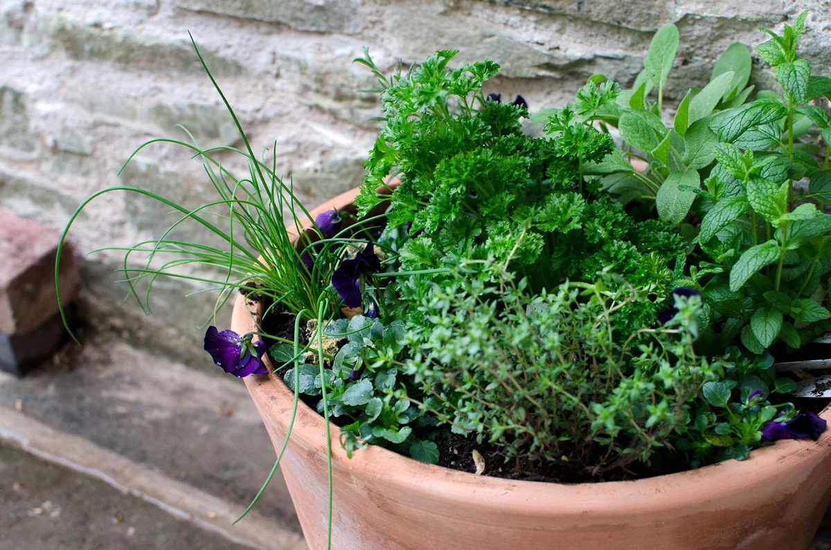 herbs.jpg