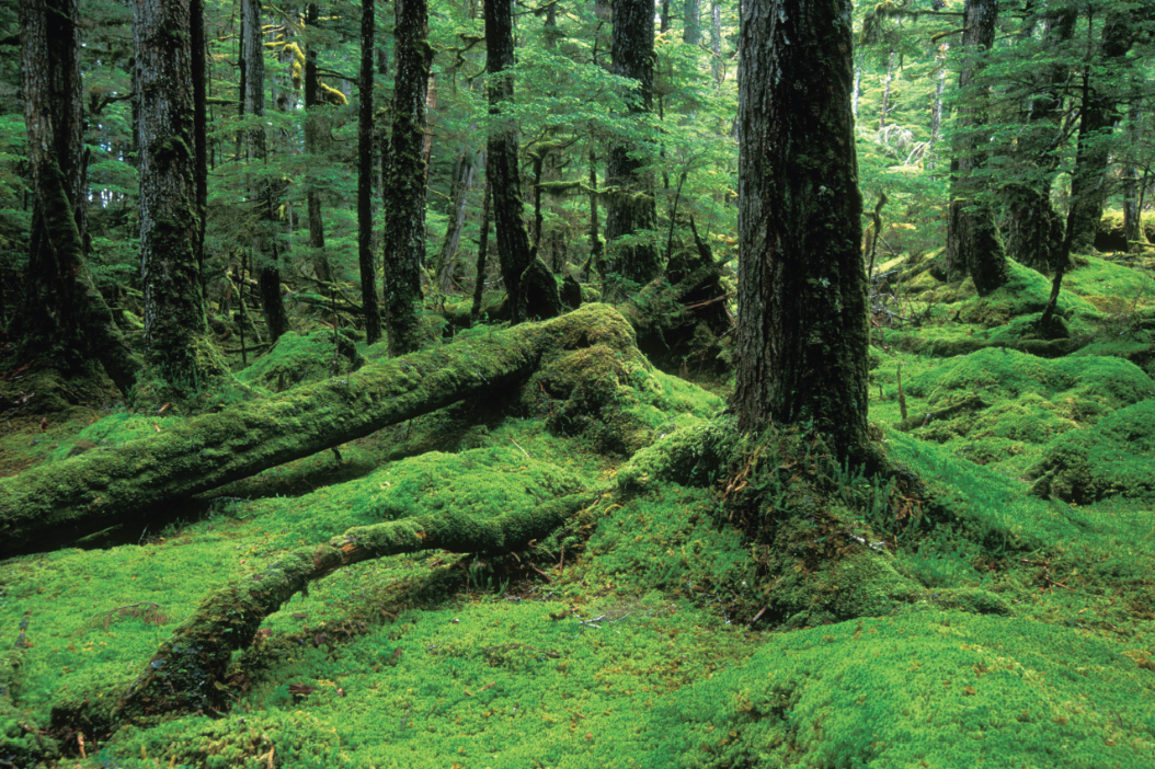 Tongass National Forest