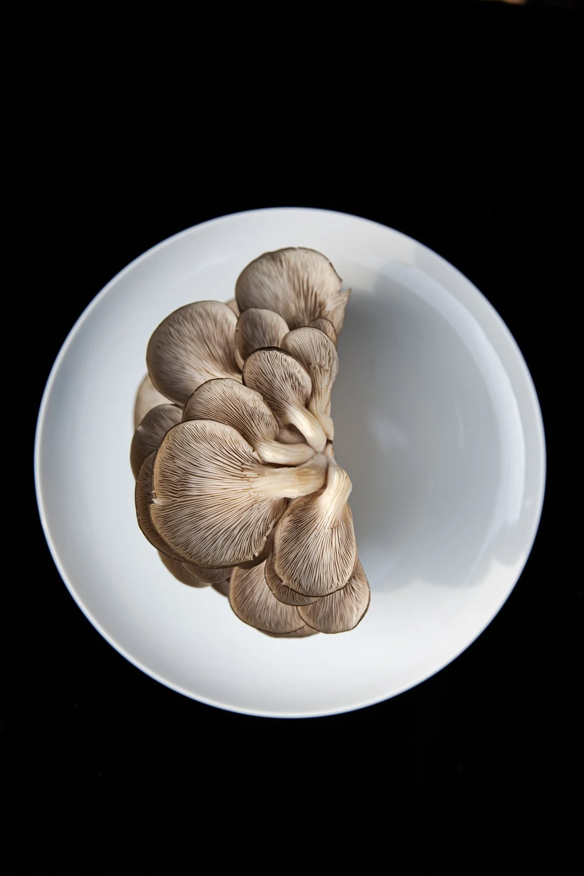 AmySinclair_5th Kingdom.jpg