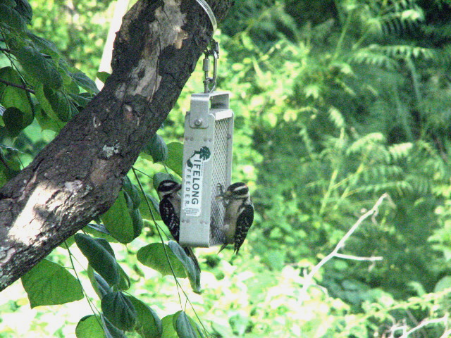 Videos & Pics — LIFELONG® RACCOON PROOF SQUIRREL PROOF SUET BIRD FEEDERS