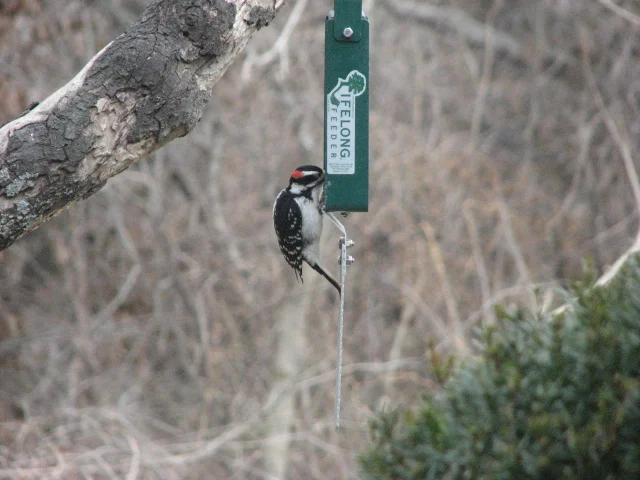 TAIL PROP HAIRY 2.JPG