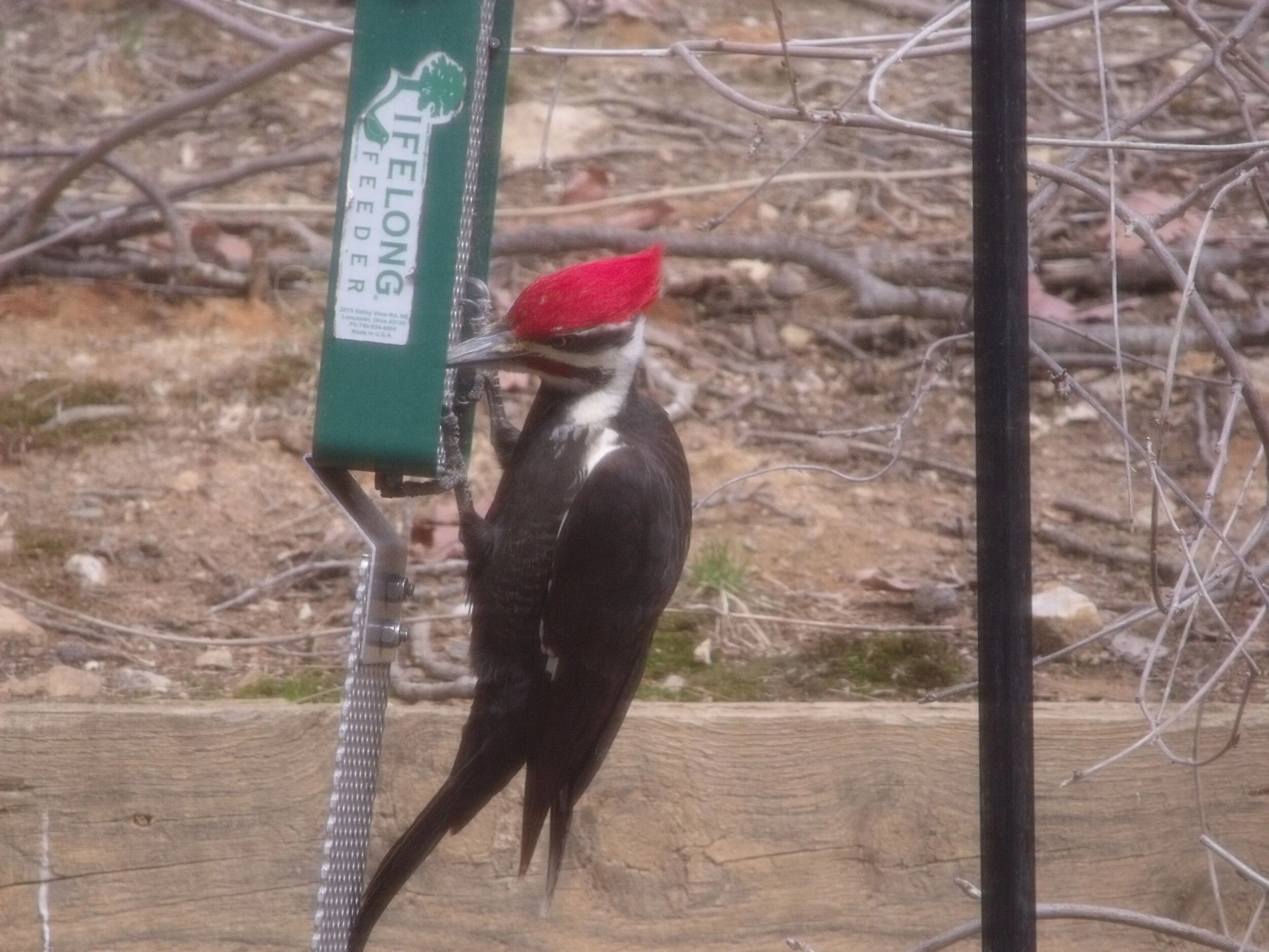 PILEATED NARDULLI 3.jpg