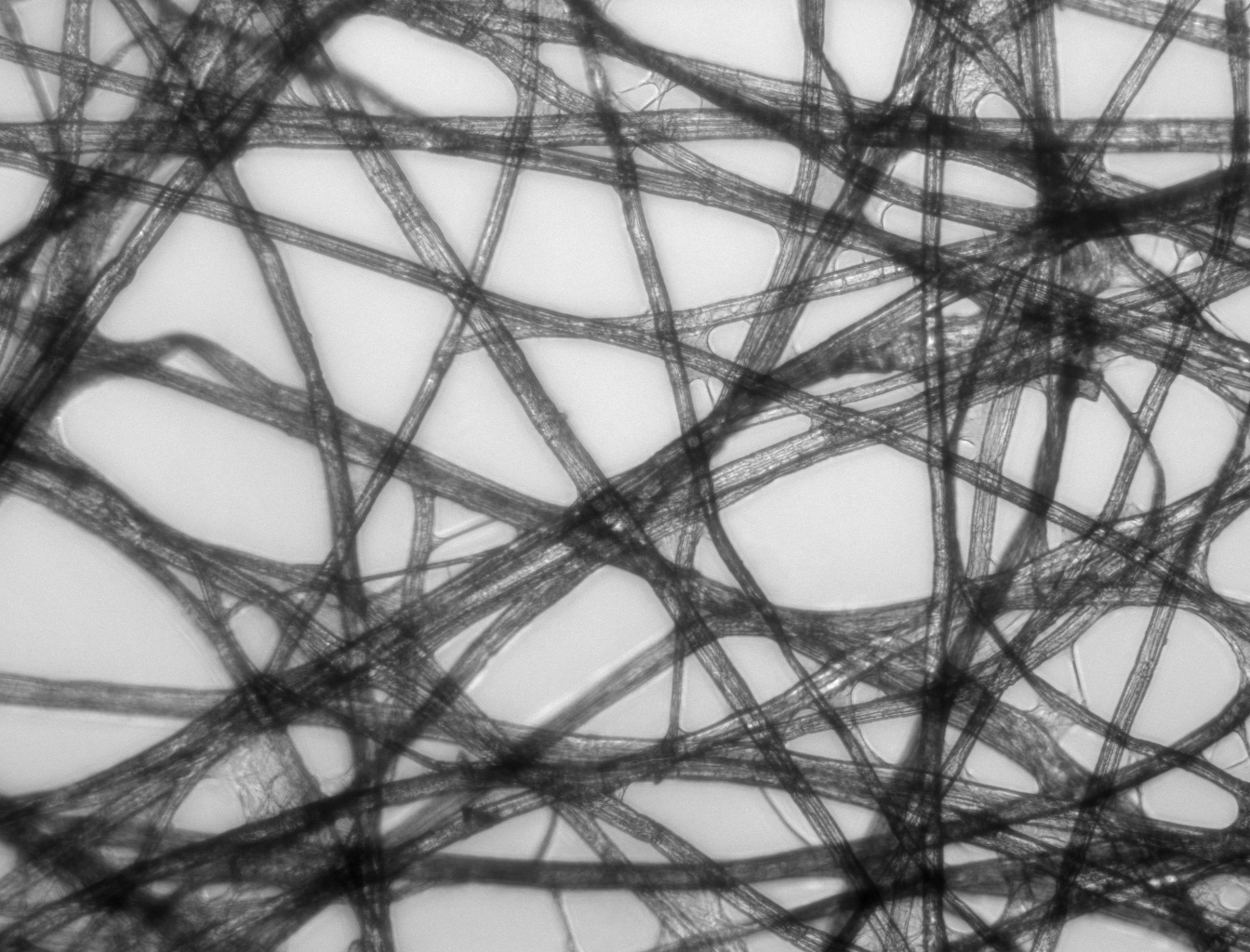 Paper_Micrograph_Bright.png