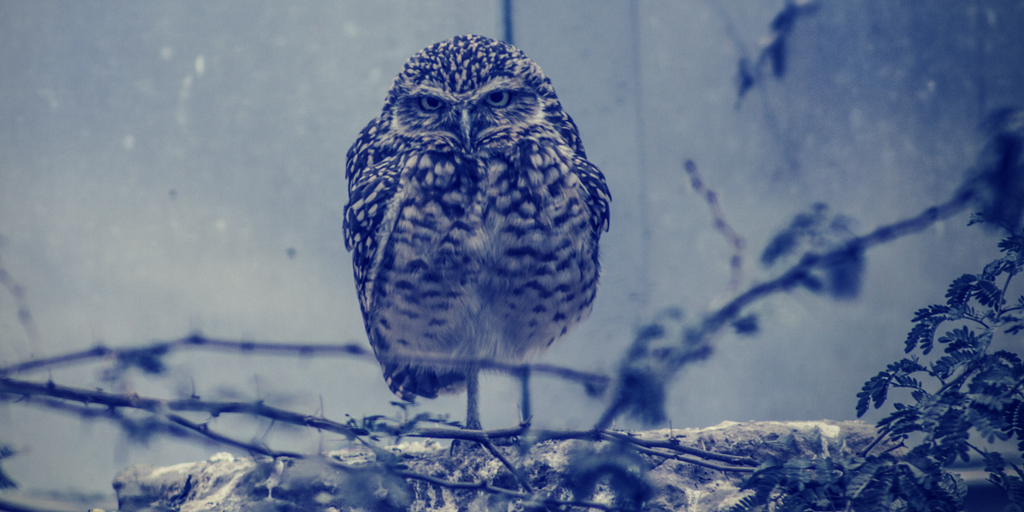 Owls always look so angry. don't they.