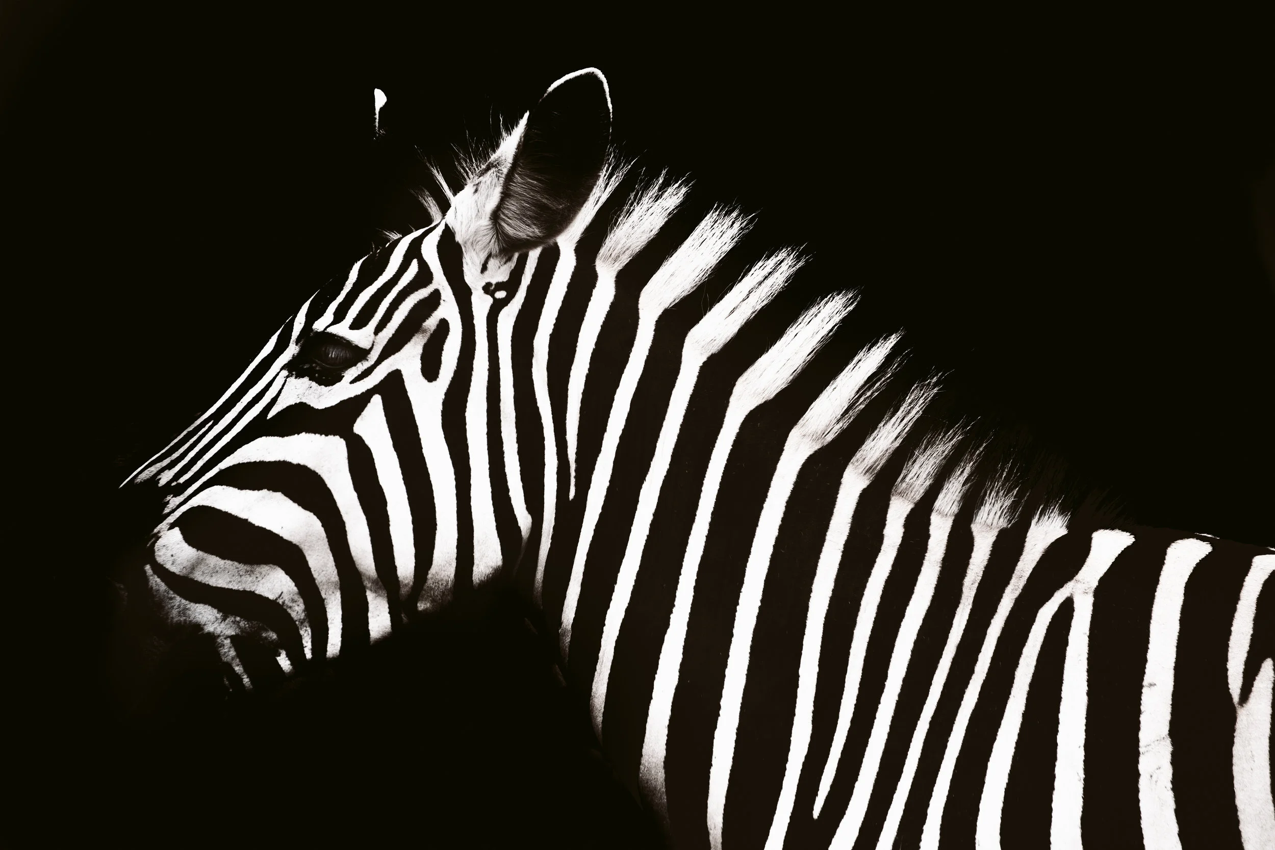Getting Comfortable with Change and The Unknown: Be a Zebra
