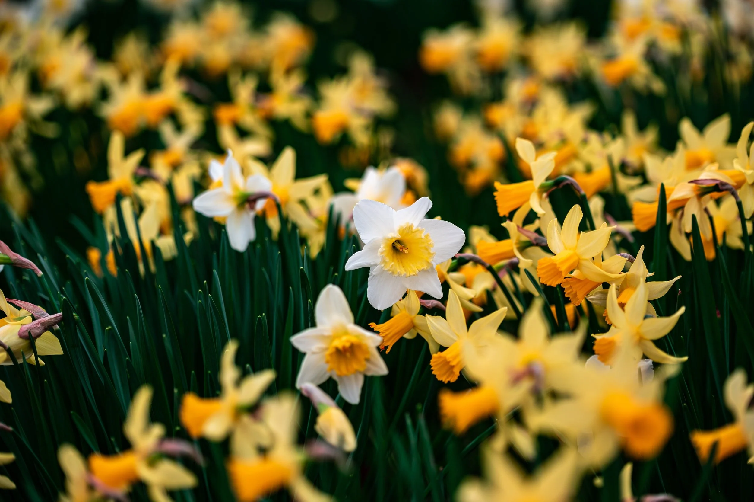 The Gradual Easing: How to Make Decisions for Your Workforce to Walk Back Into the World