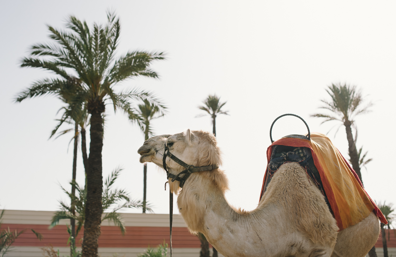 Morocco destination wedding photo-90.jpg