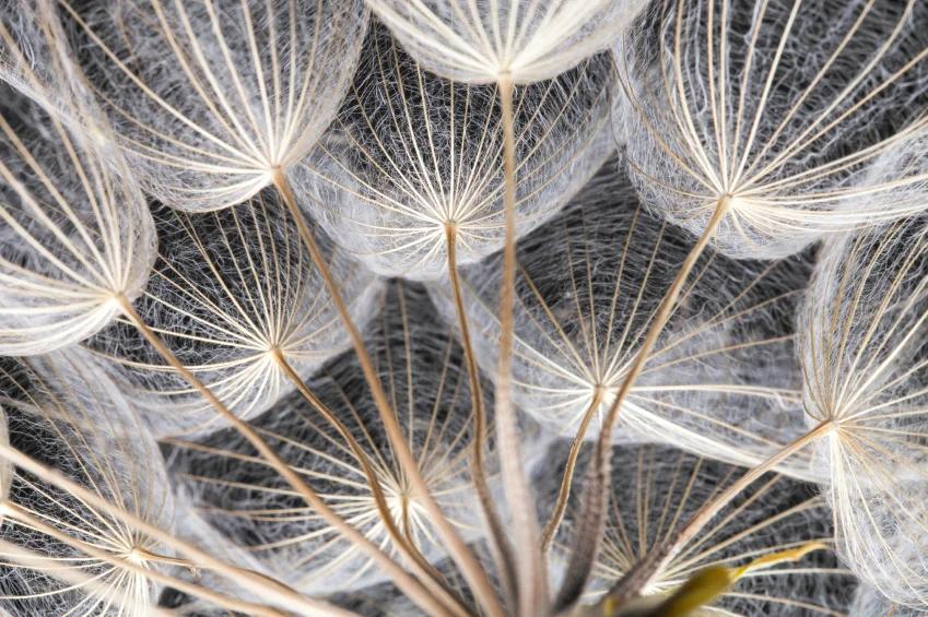 Dandelion seeds