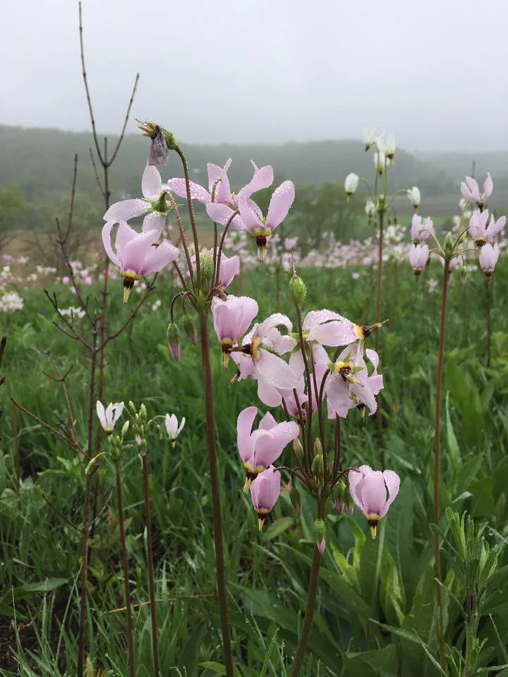 Shooting stars in the prairie remnant