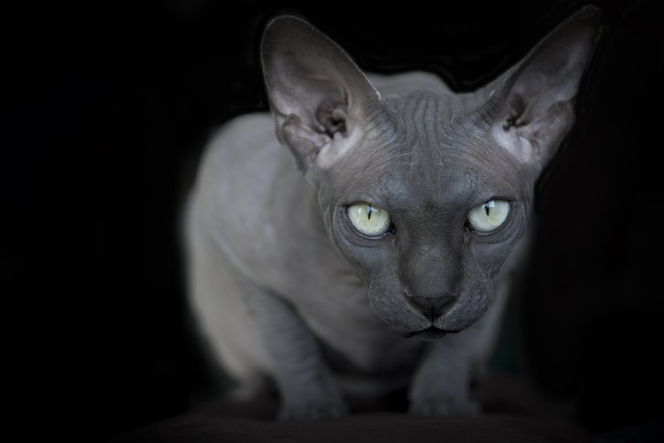 Fine Art Sessions Frame Your Pet Los Angeles Pet Photographer