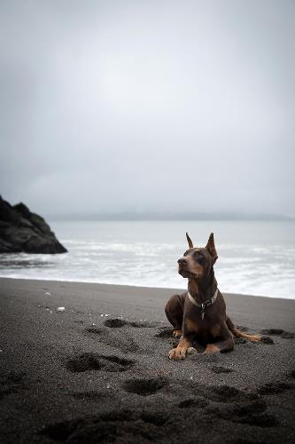 Bosch, senior Doberman