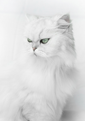 16 years old Lluna, Persian cat.