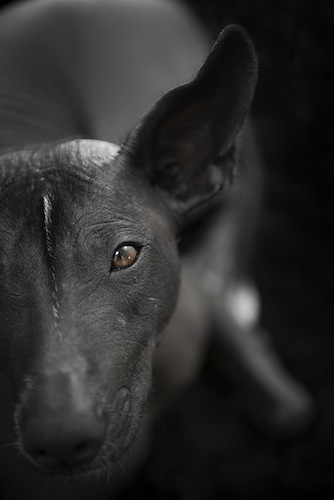 Akame, Mexican Hairless Dog - Xoloitzquintle