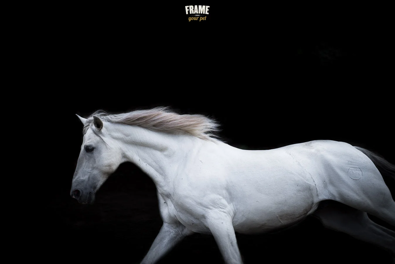 As you can imagine, this shot was done outdoors. It would have been impossible to have a white horse running in a studio :)