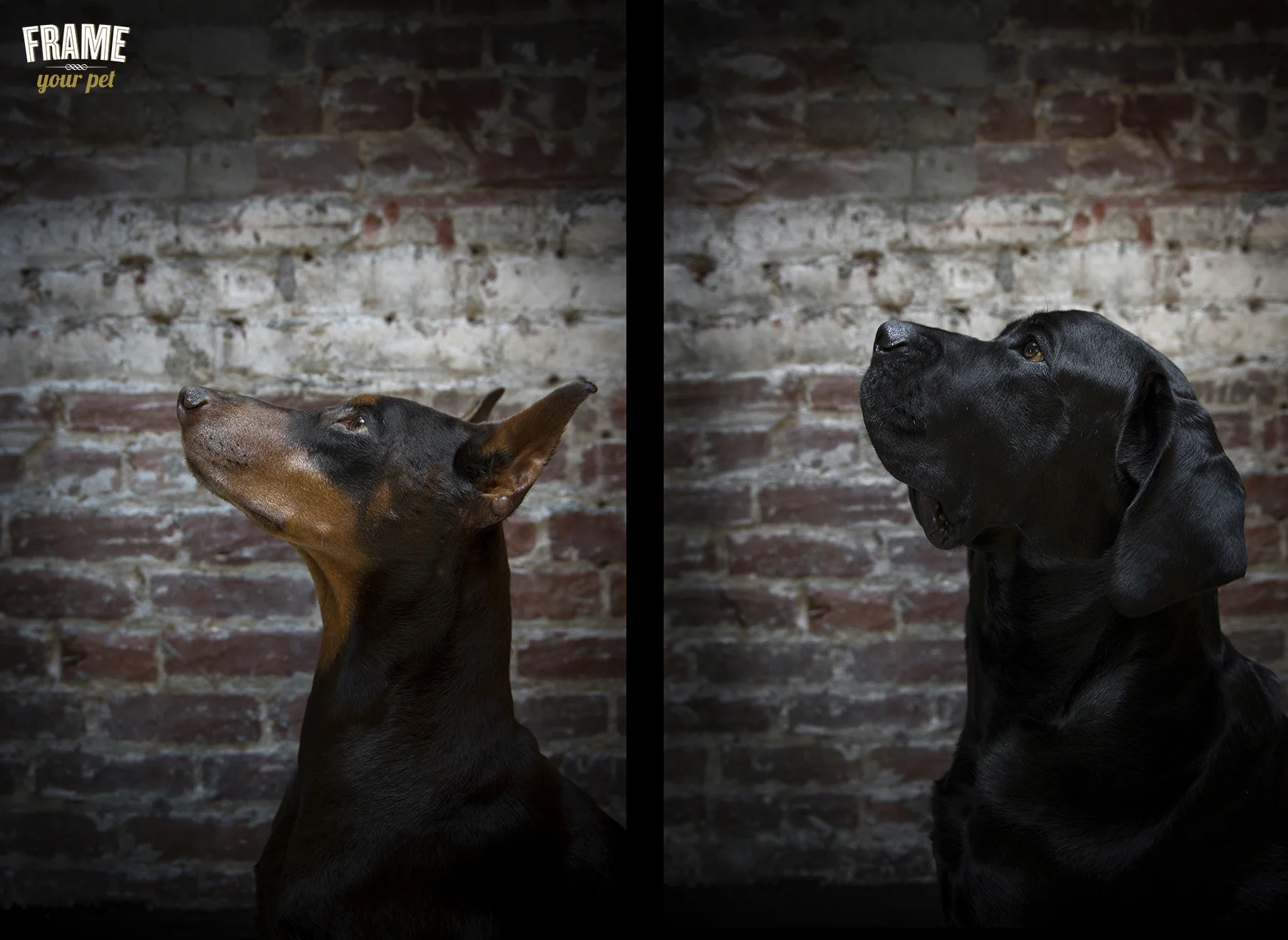 Bosch (brown Doberman on the left) and Bonz (black Bullmastiff on the right) during their indoor session. 