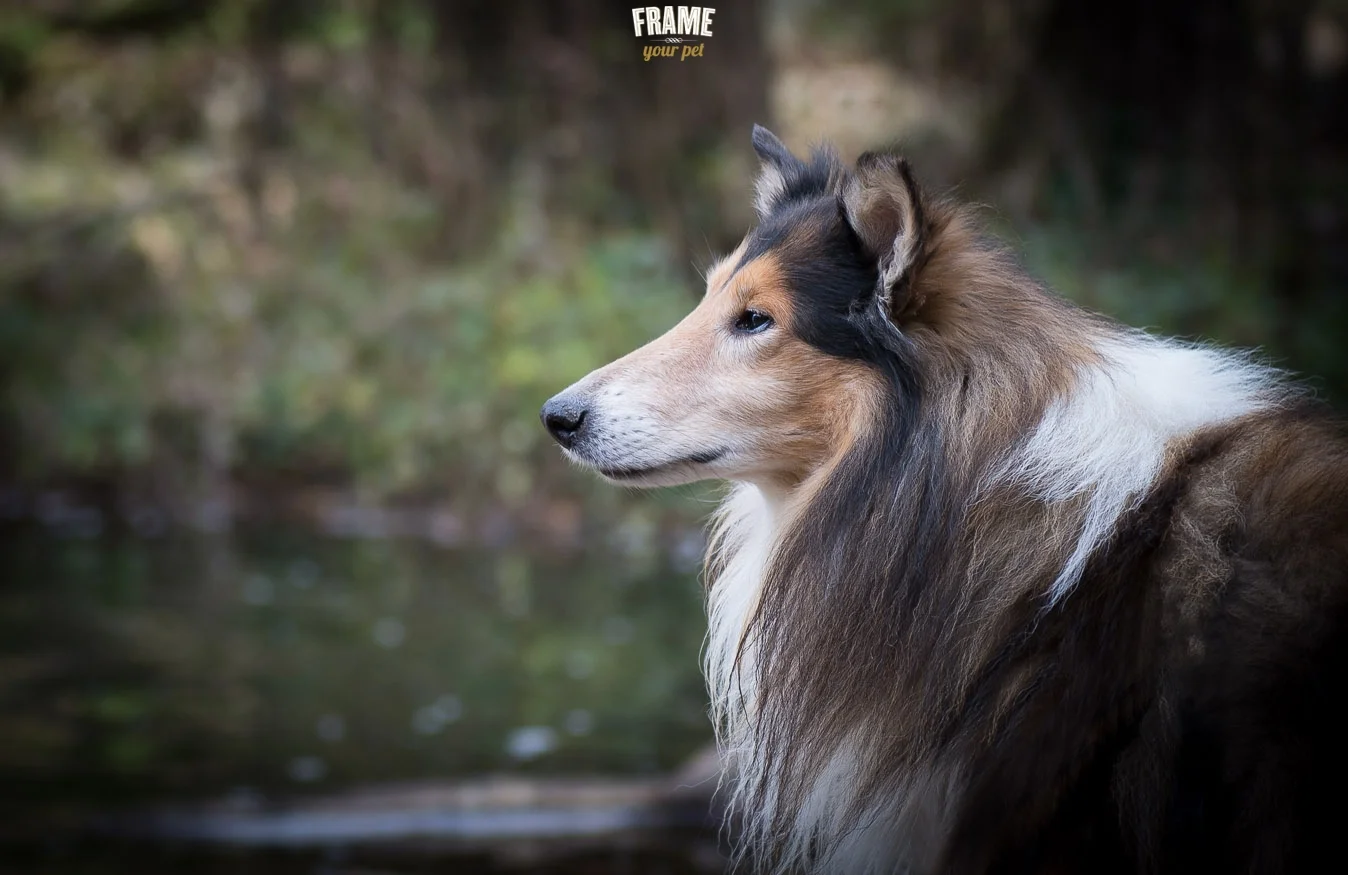 Met Set, the elegant long hair collie from Barcelona.