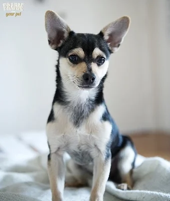 I always wanted to have a Pug or a French Bulldog. But when the time arrived, I couldn't help myself to adopt Riff. After checking 10 different shelters and meet with 5 different dogs, Riff was the one. I couldn't resist to his positive energy. He was the perfect match for me and I've never been happier with this little crazy, yet lovely, chihuahua-terrier mix!