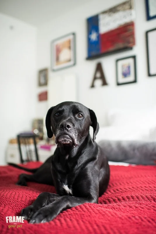 Labrador-mix-pictures-06.jpg