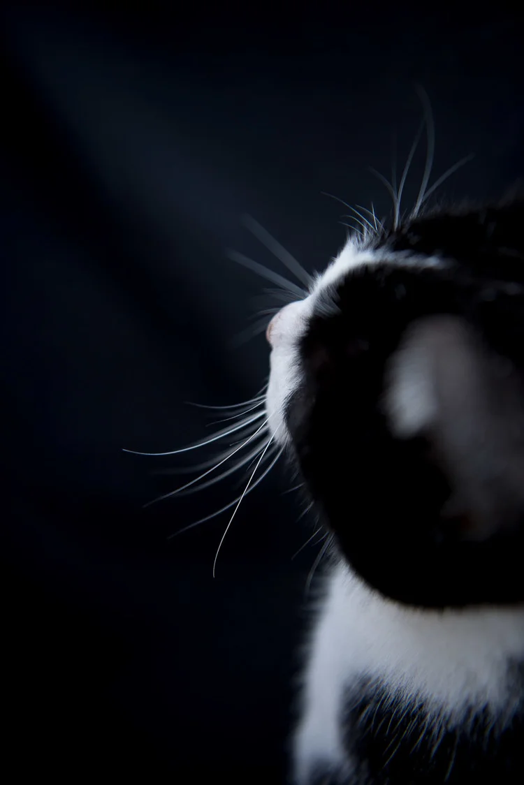 abstract-photo-portrait-of-black-cat.jpg