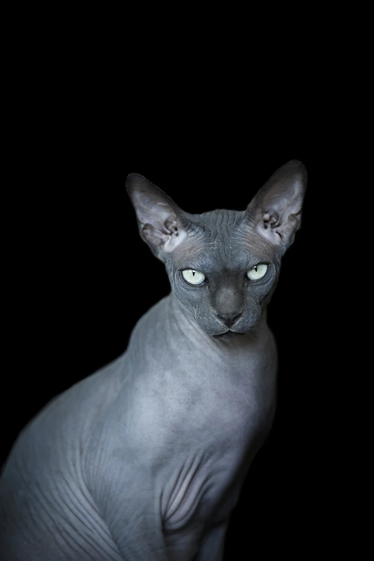 elegant-feline-photography-by-frame-your-pet.jpg