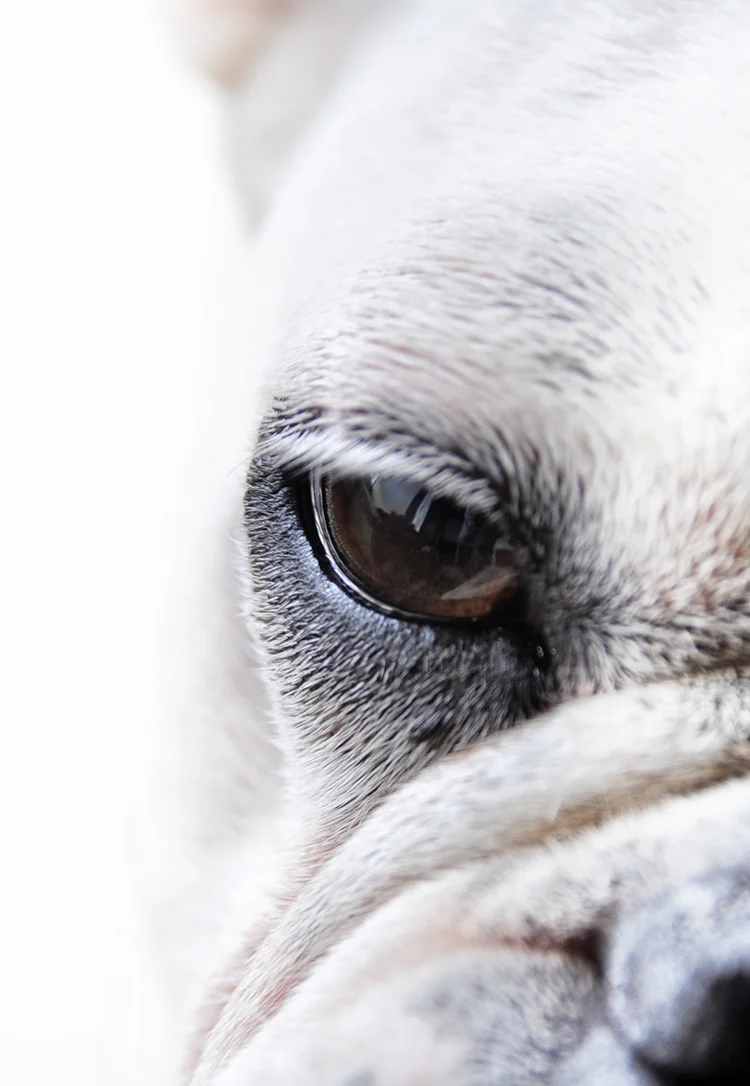 detal-of-eye-of-white-french-bulldog.jpg