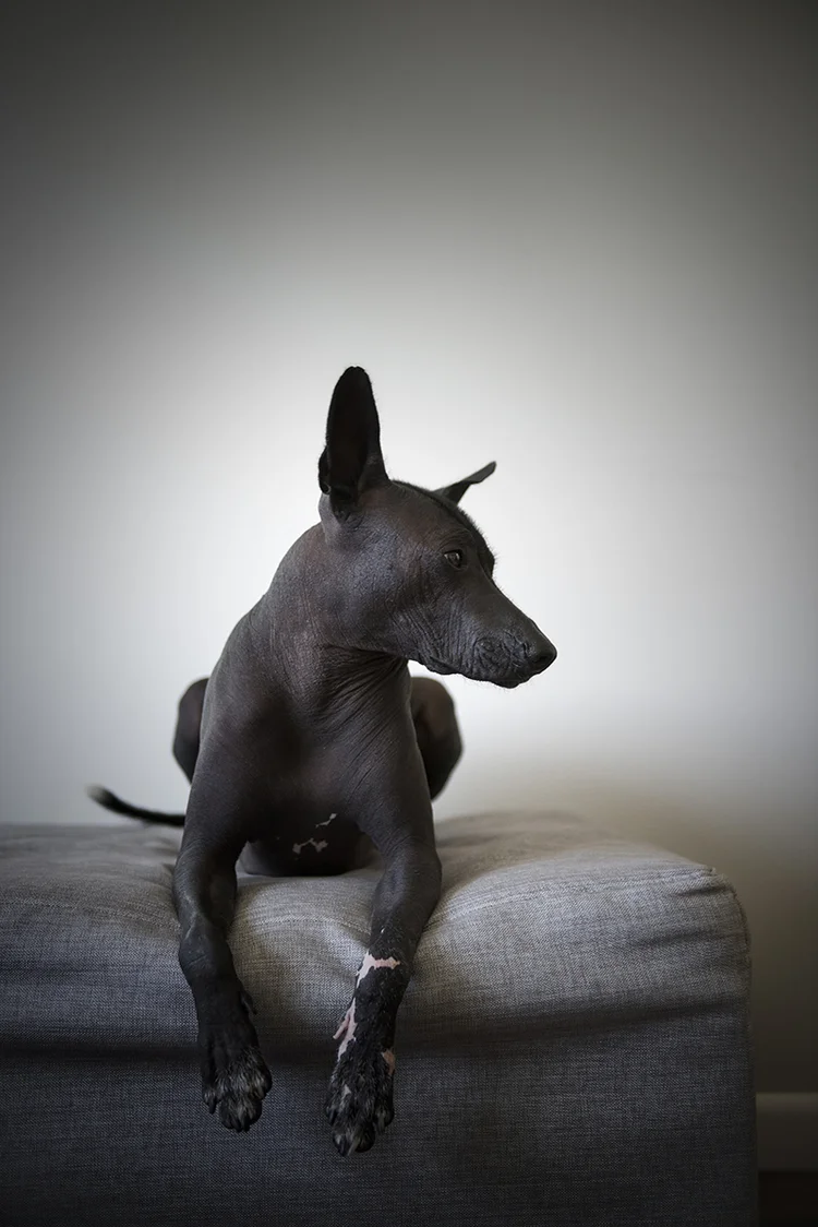 thoughtful-dog-posing-on-couch-looking-away.jpg