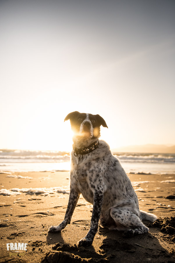 dog photos against sunset