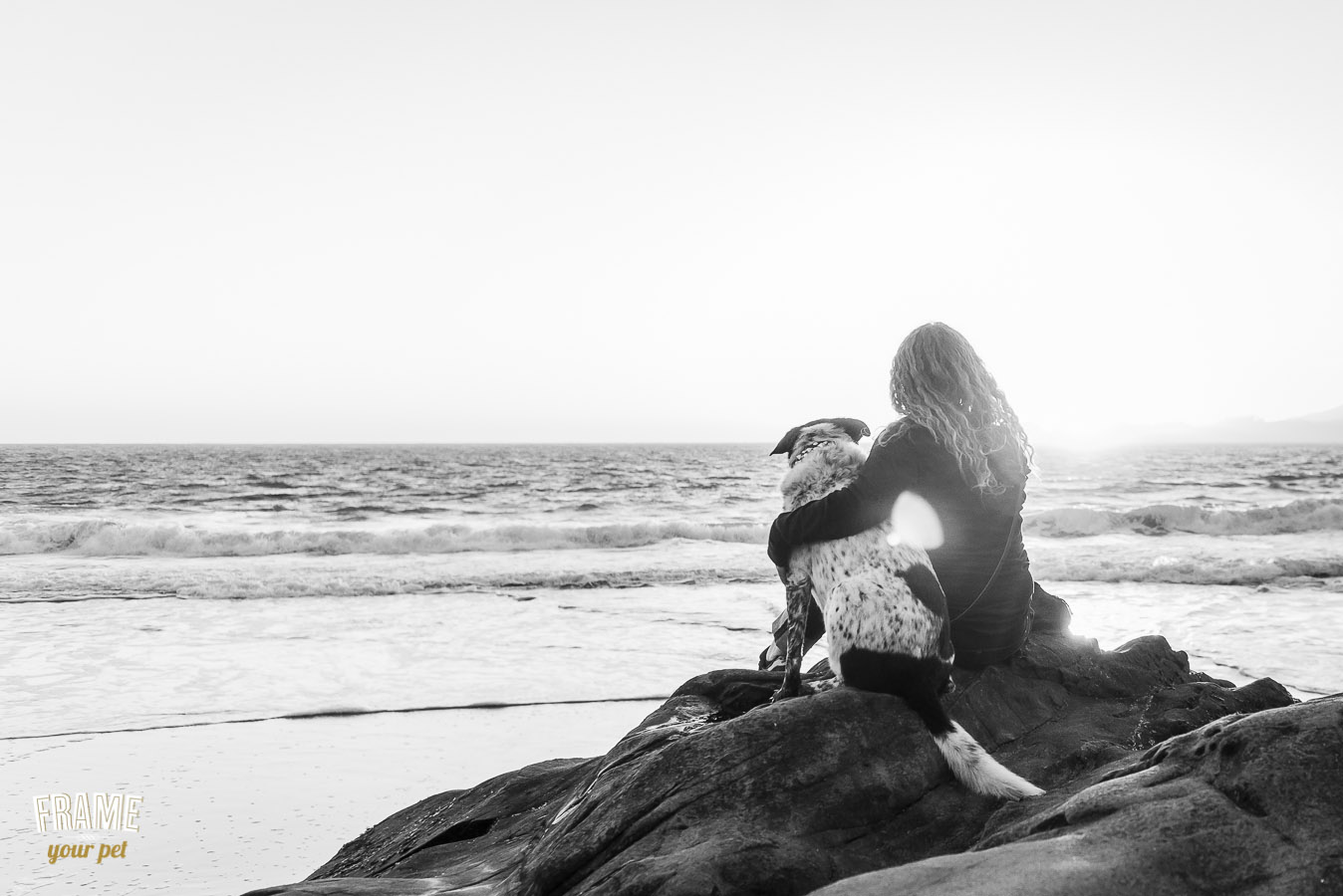 senior dog photography in san francisco