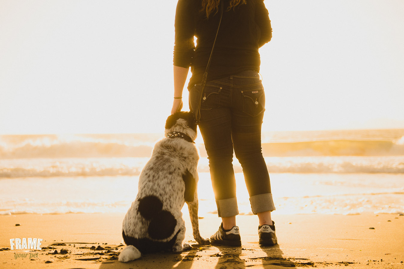 bond between human and dog