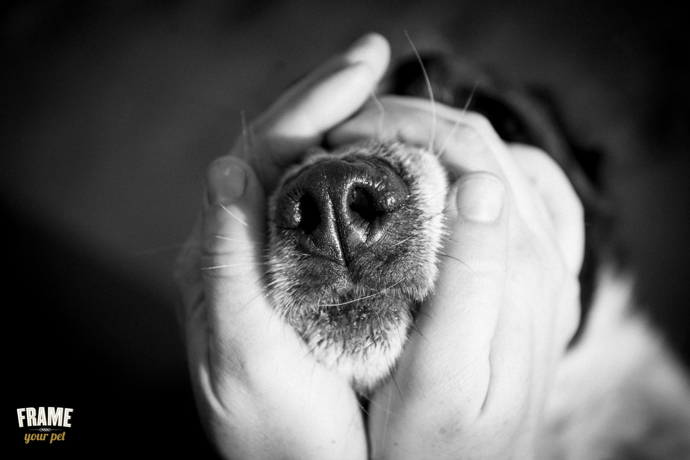 detail of dog snout in bw