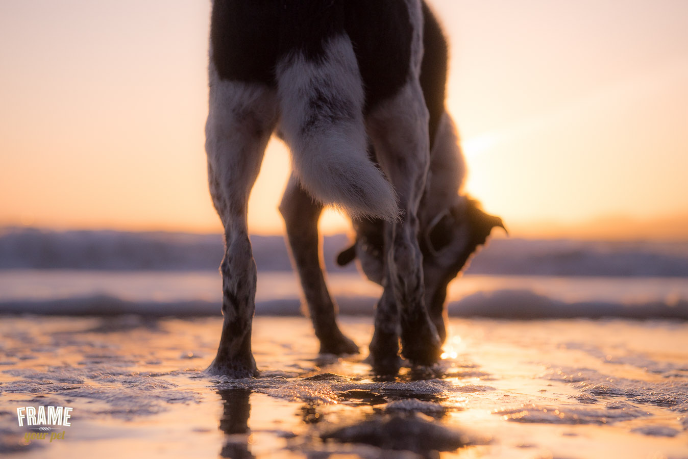collie drinking water from the ocean