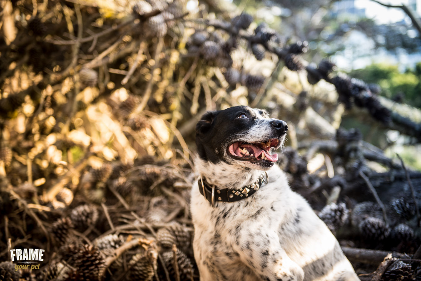 happy collie in the forest